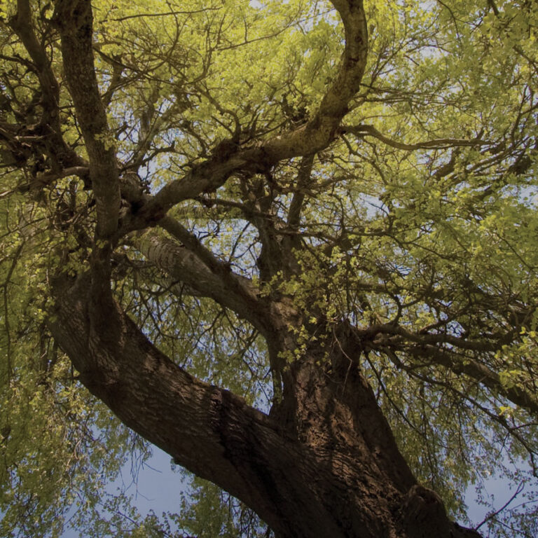 Trees attract hummingbirds