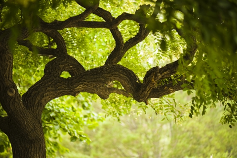tree3